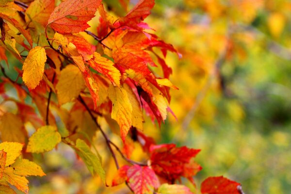 Jesienne czerwono-żółte liście na gałęzi z bliska na rozmytym tle