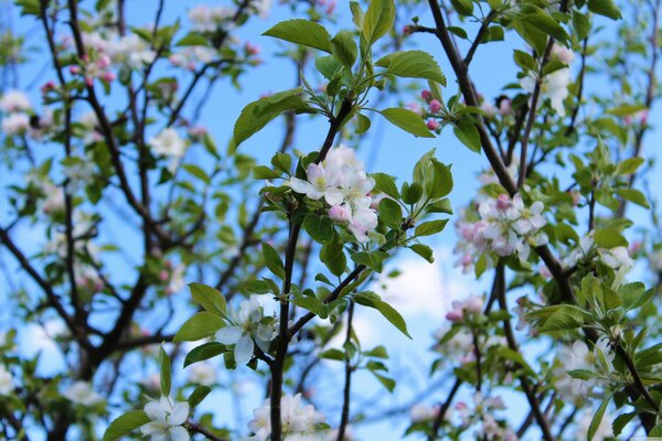 A blooming tree on a blue sky background