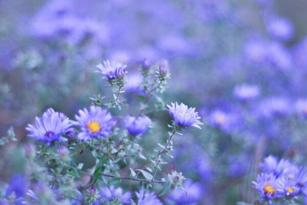 Lila Wildblumen auf verschwommenem Hintergrund