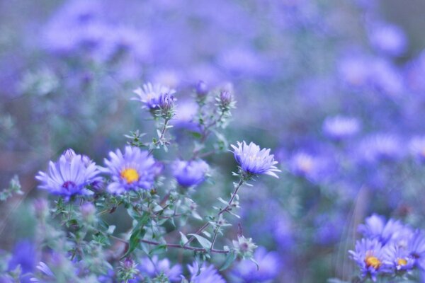 Fiori di campo viola su sfondo sfocato