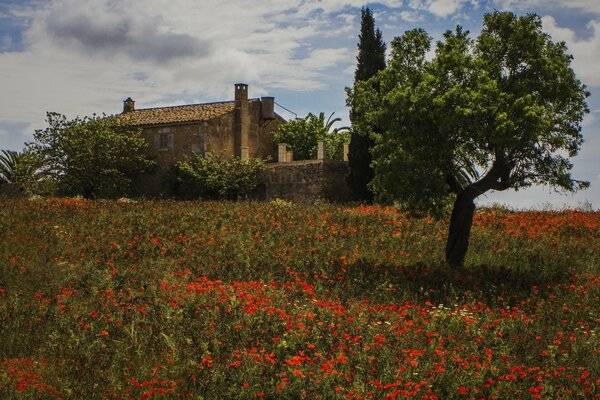 House in a meadow of poppies in Majorca