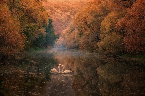 Zwei Schwäne im Herbst im See