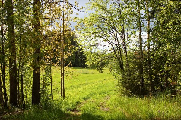 Giornata di sole nella foresta estiva