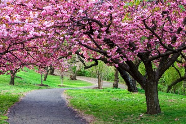 Spring sakura. Place of rest