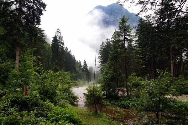 Waldlichtung . Nebel in den Bergen