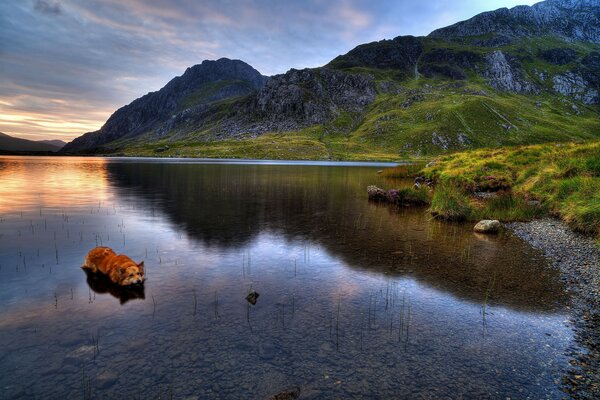 Rothaarige Hund im britischen Bergsee