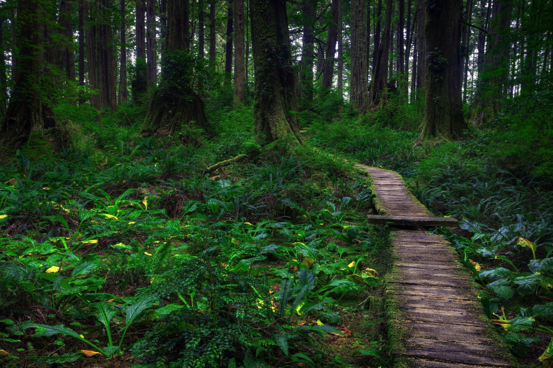 wald bäume natur