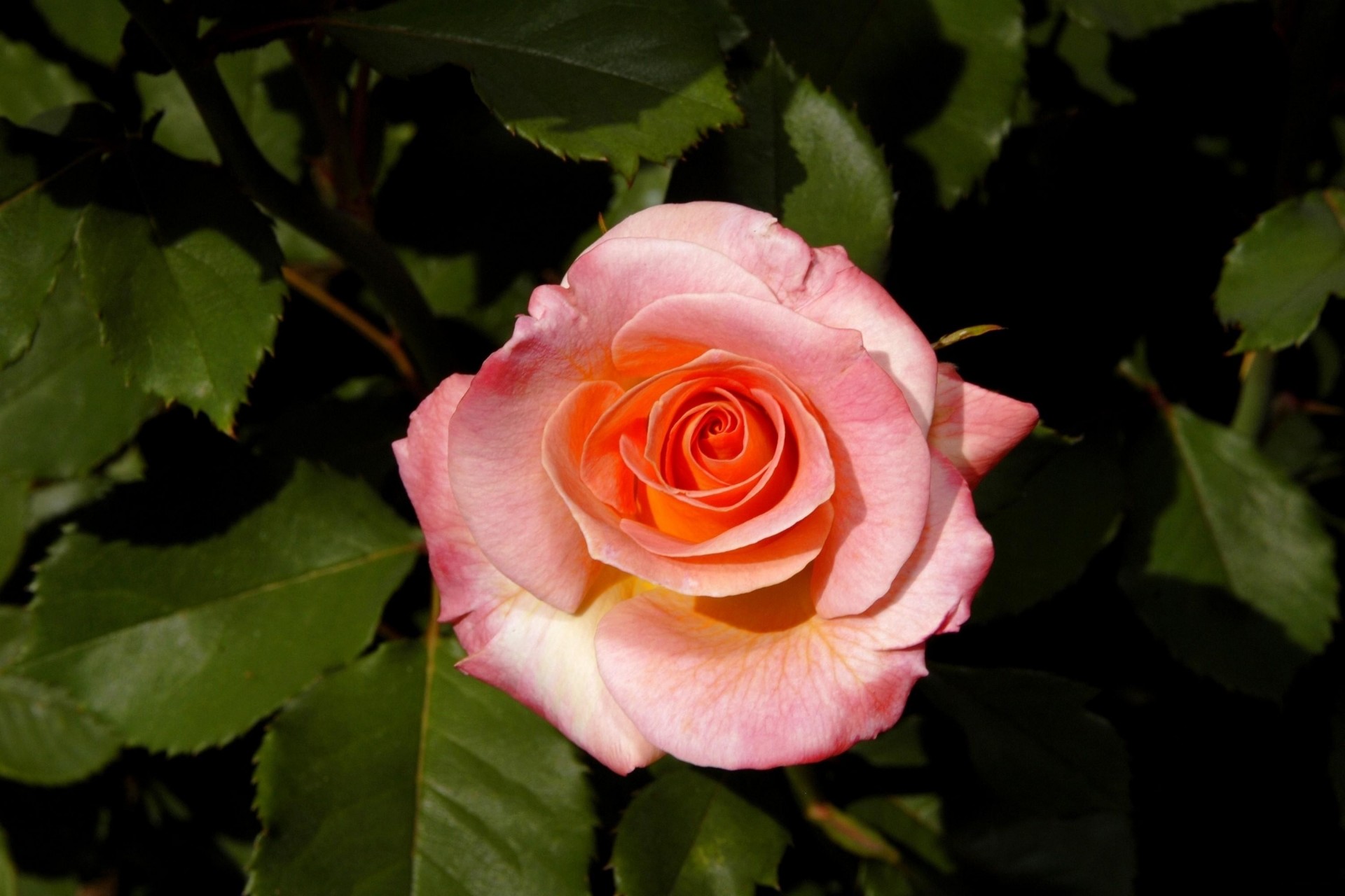 heet rose flower bush bud