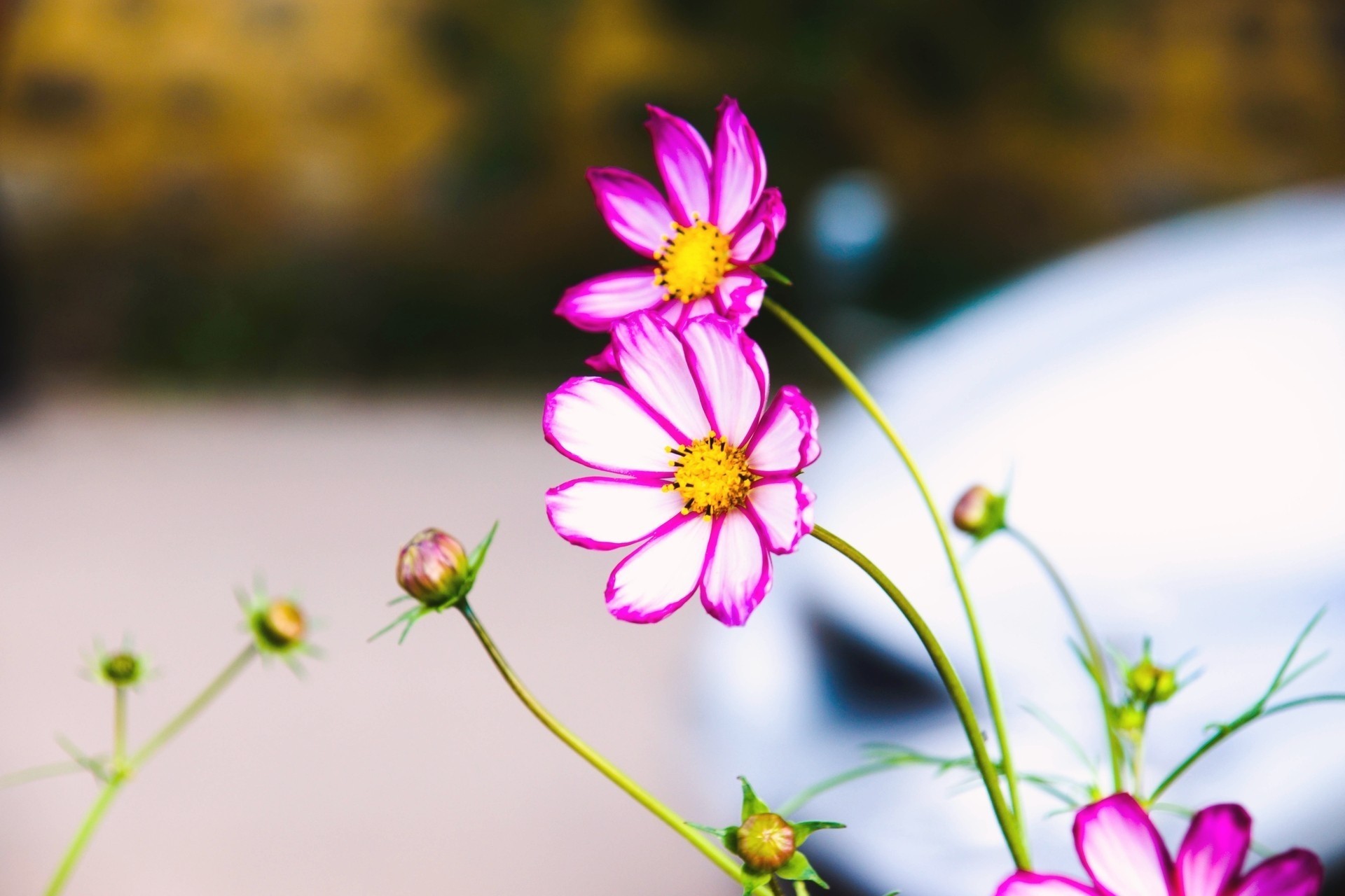 autumn korea flower space