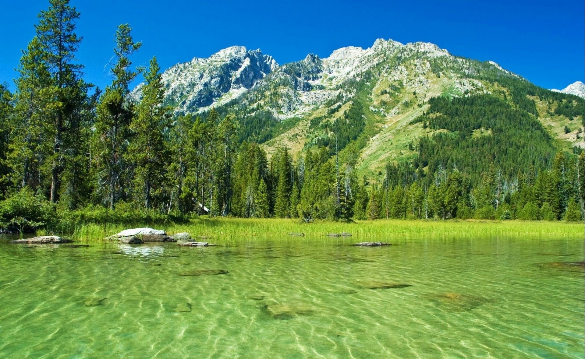 nature forêt wyoming montagnes