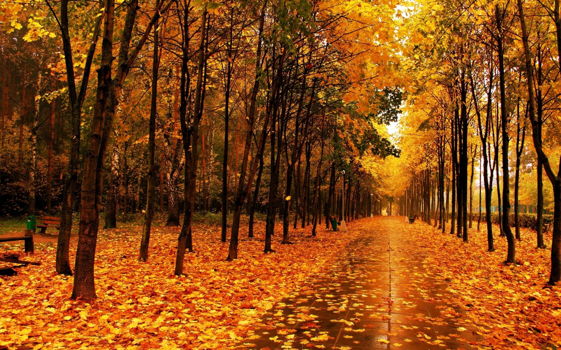 mokry kafelek drzewa park aleja jesień ścieżka