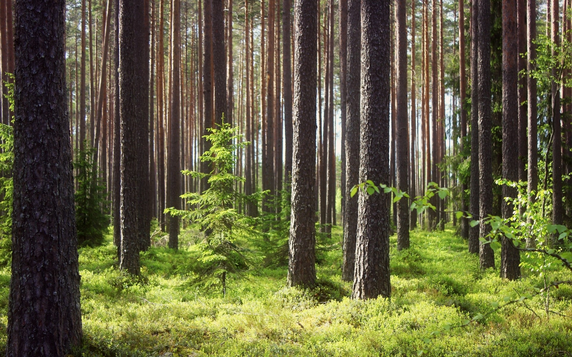 trawa las młode kąpielówki sosny