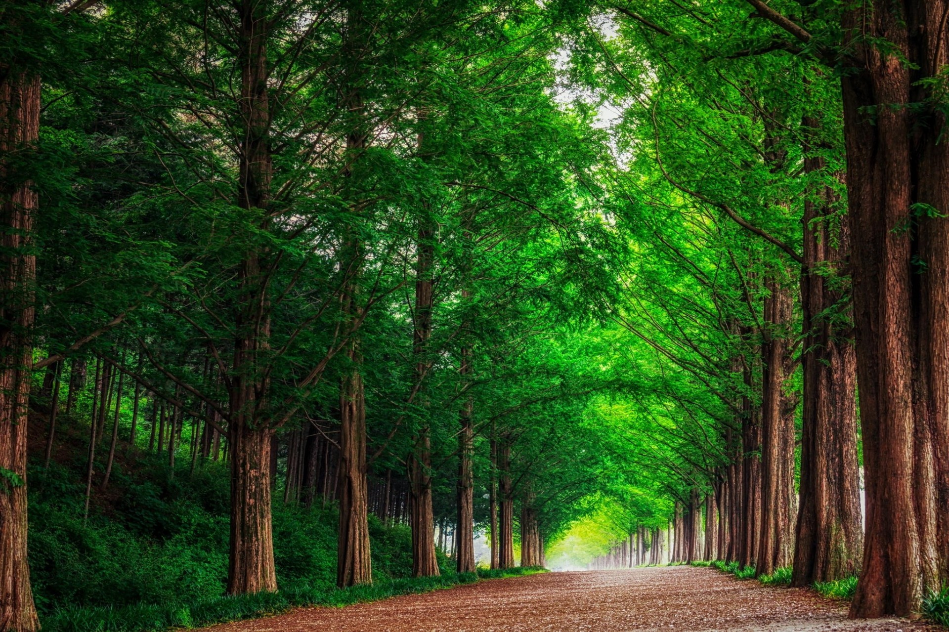 paesaggio natura alberi foresta strada corea del sud vicolo