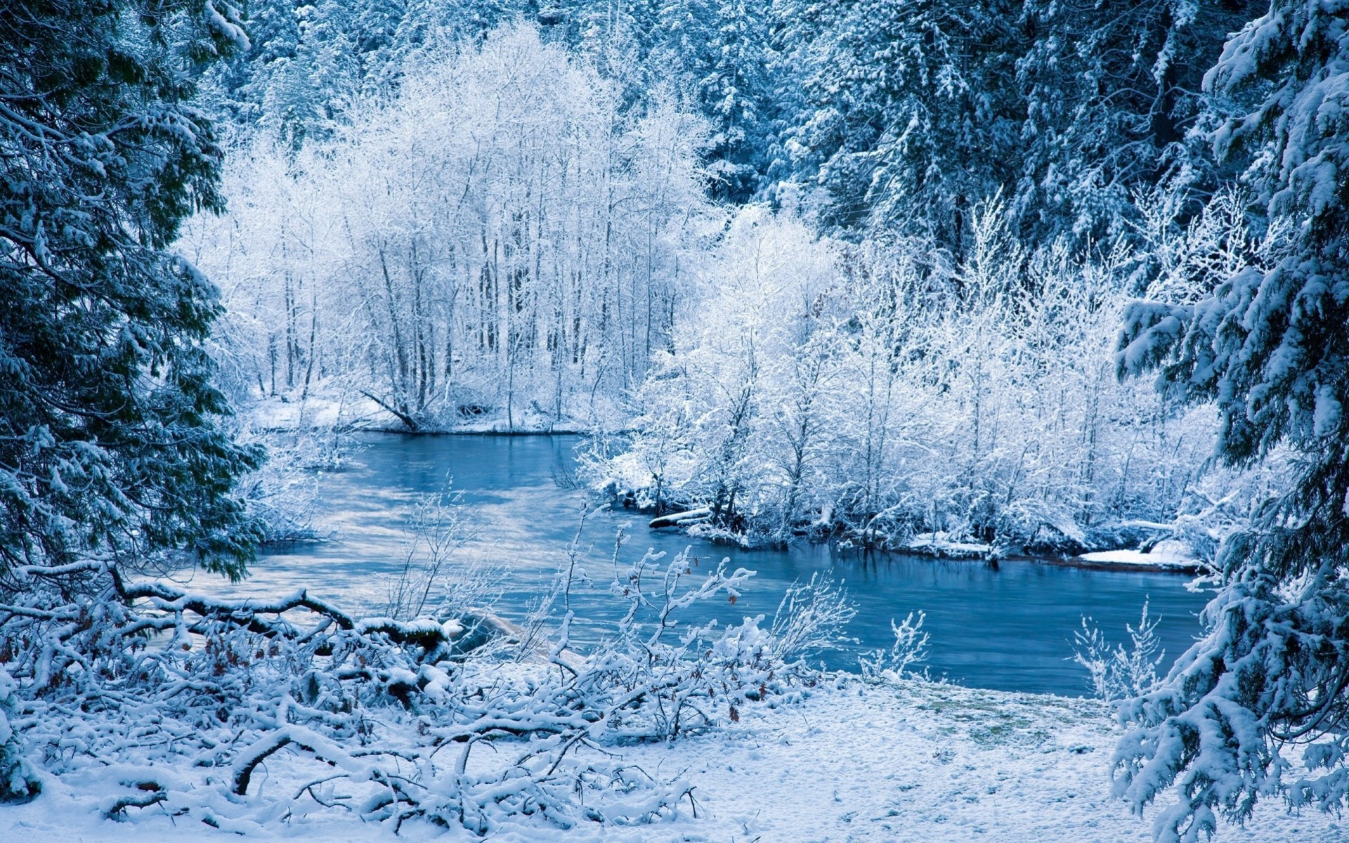 thickets snow next winter river branches bush branch new year