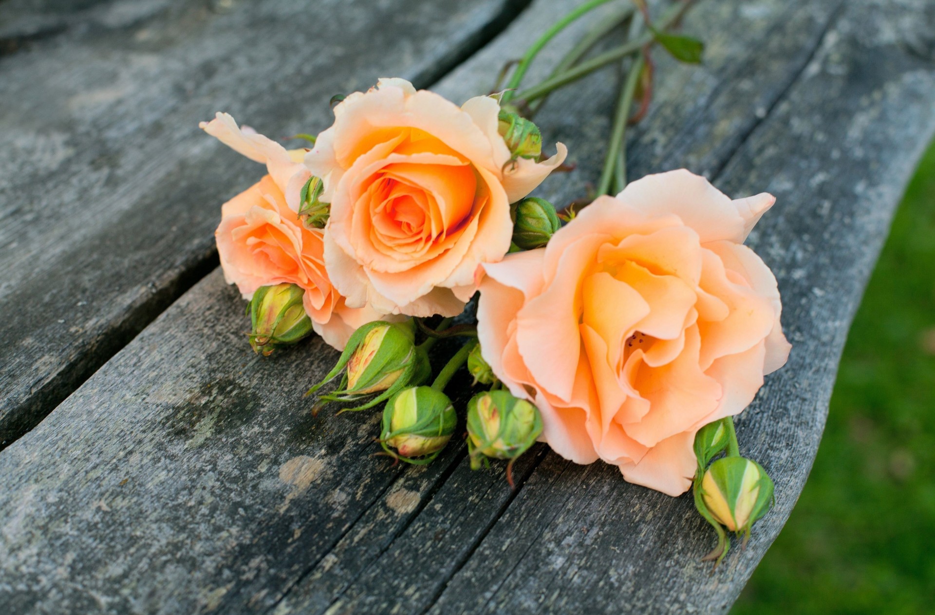 delicado flores pantalla completa pantalla ancha naranja fondo papel pintado verde pétalos