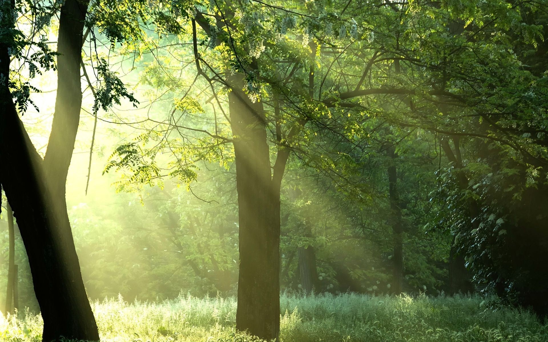 soleil forêt arbres été verdure