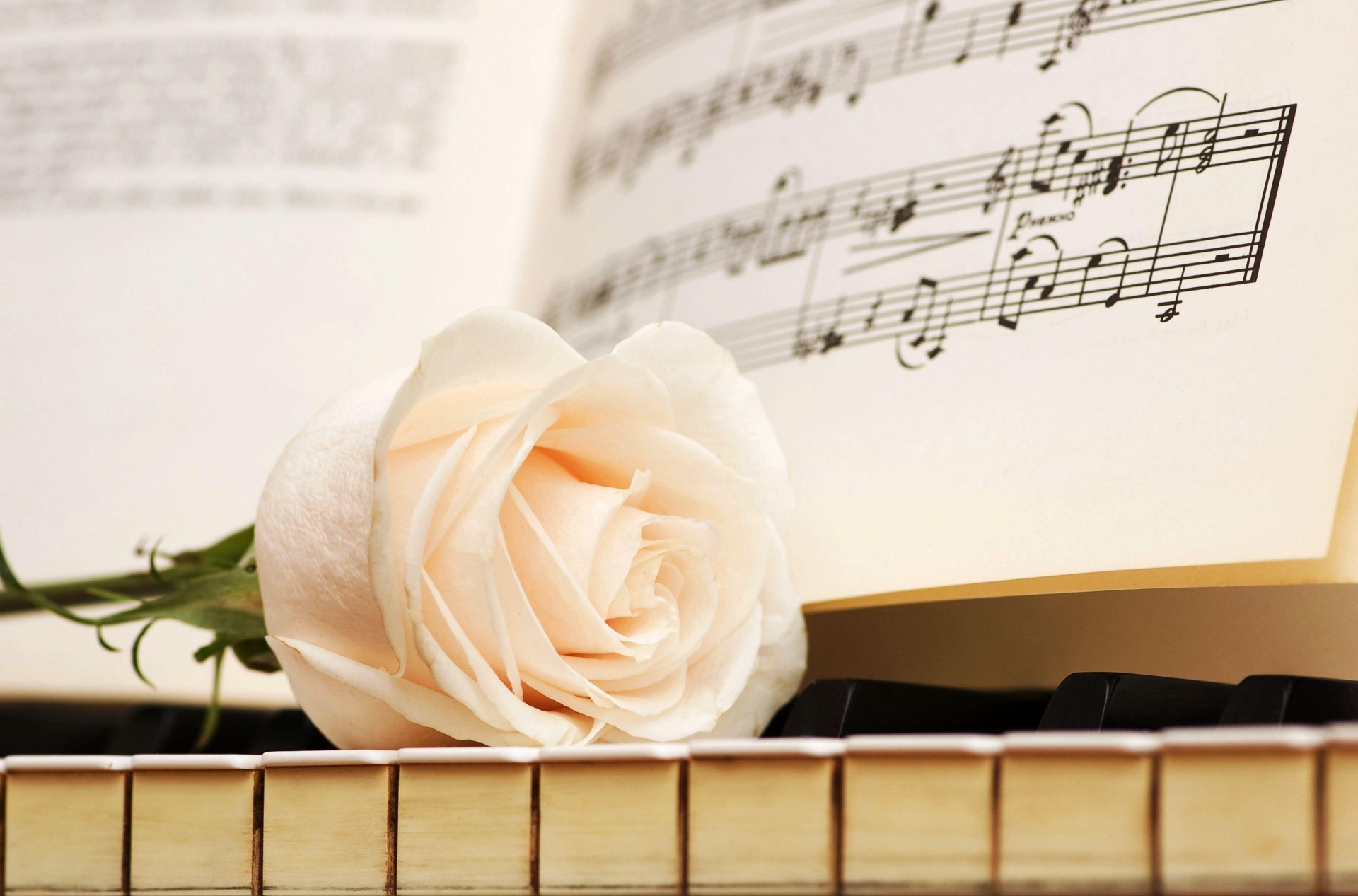 rose fleur notes touches musique bourgeon