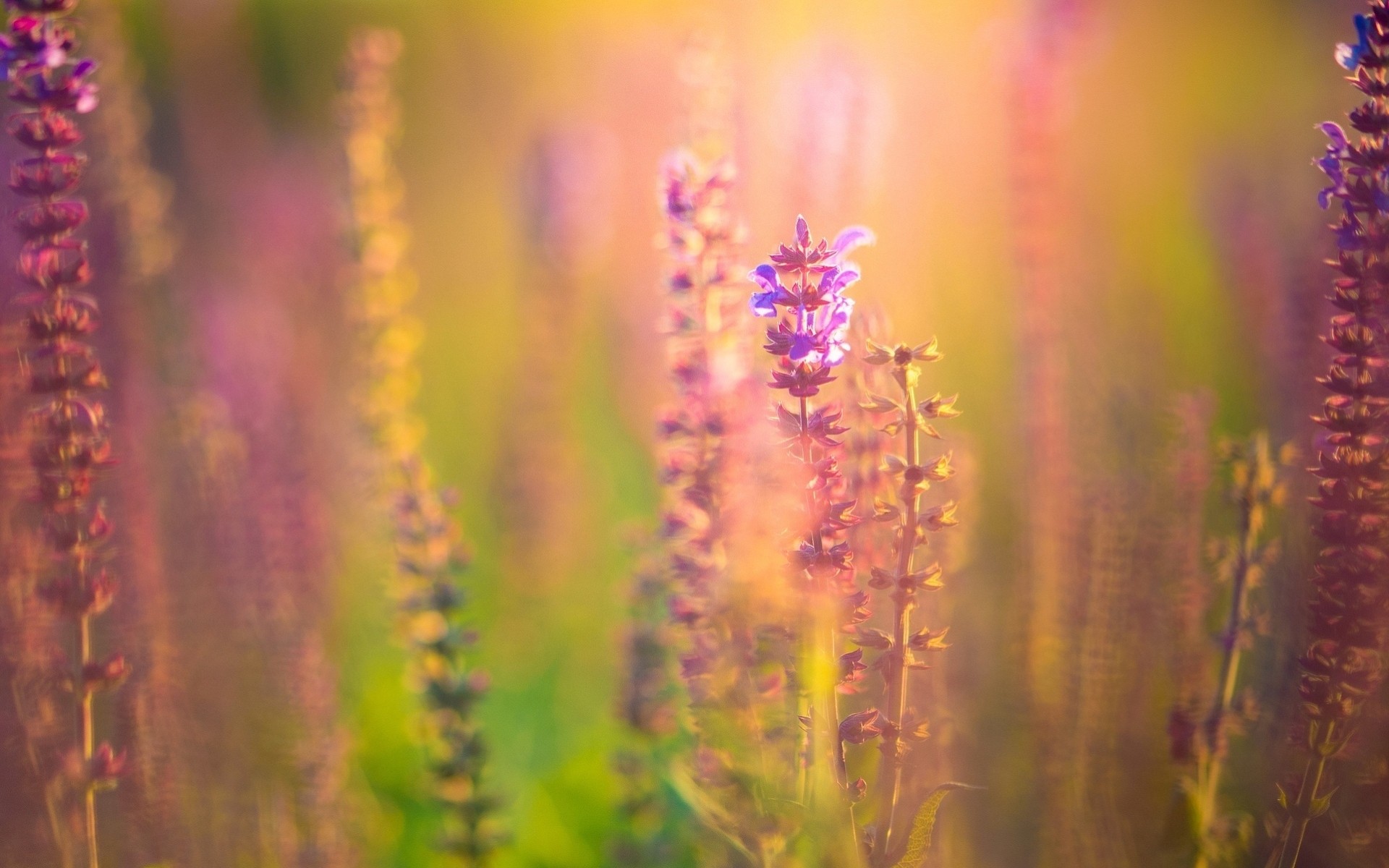 flowers flower widescreen fullscreen background blur wallpaper purple pink plant jacket