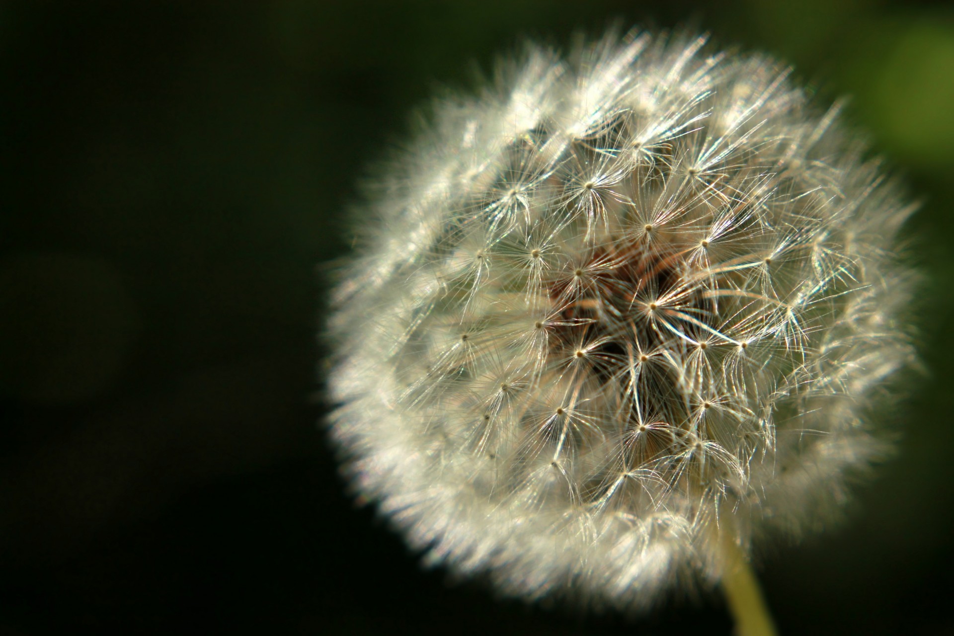 nature herbe été pissenlit gros plan plante