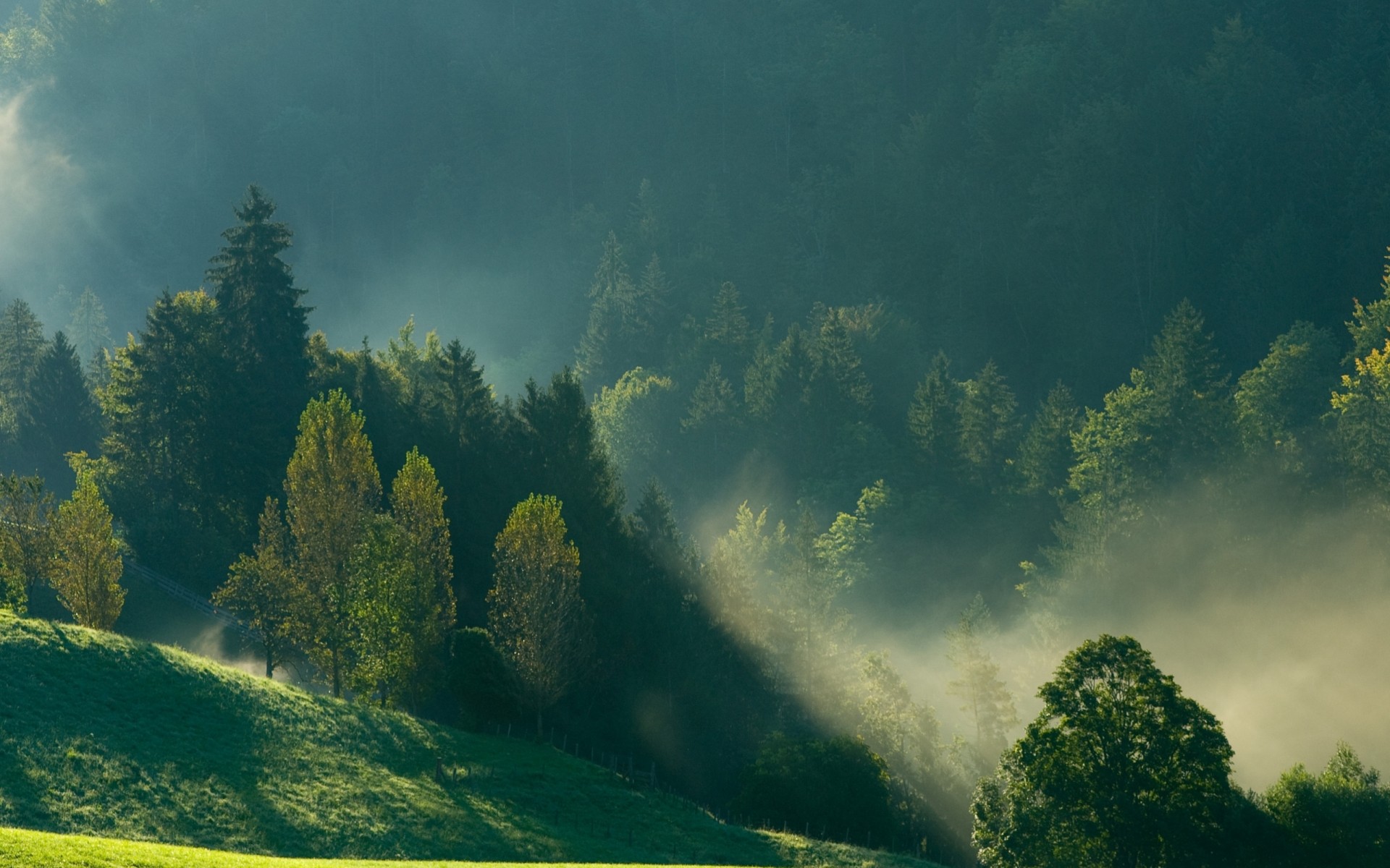 mañana montañas niebla bosque naturaleza