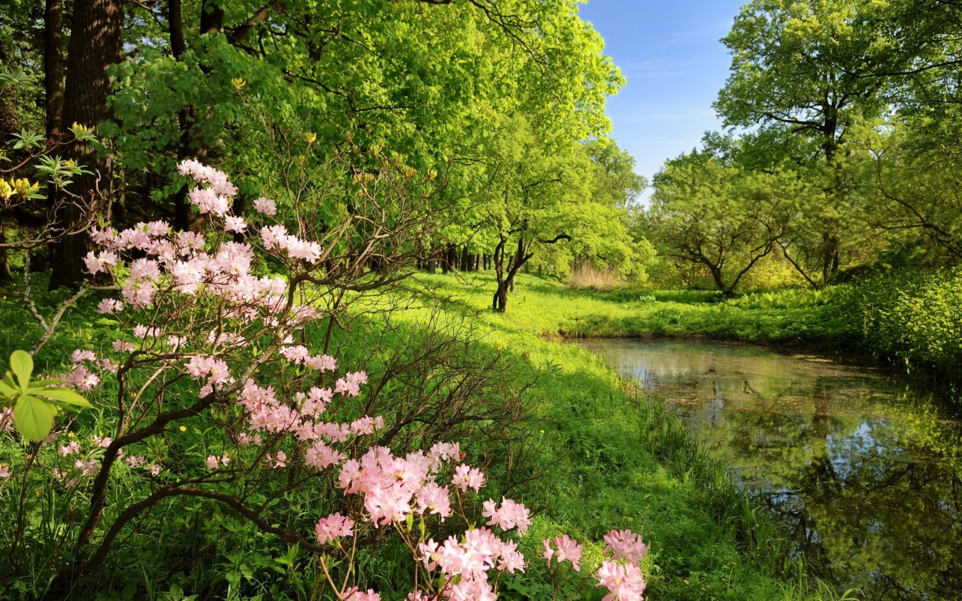 primavera sombra colores árboles bosque agua claro ramas vegetación estanque