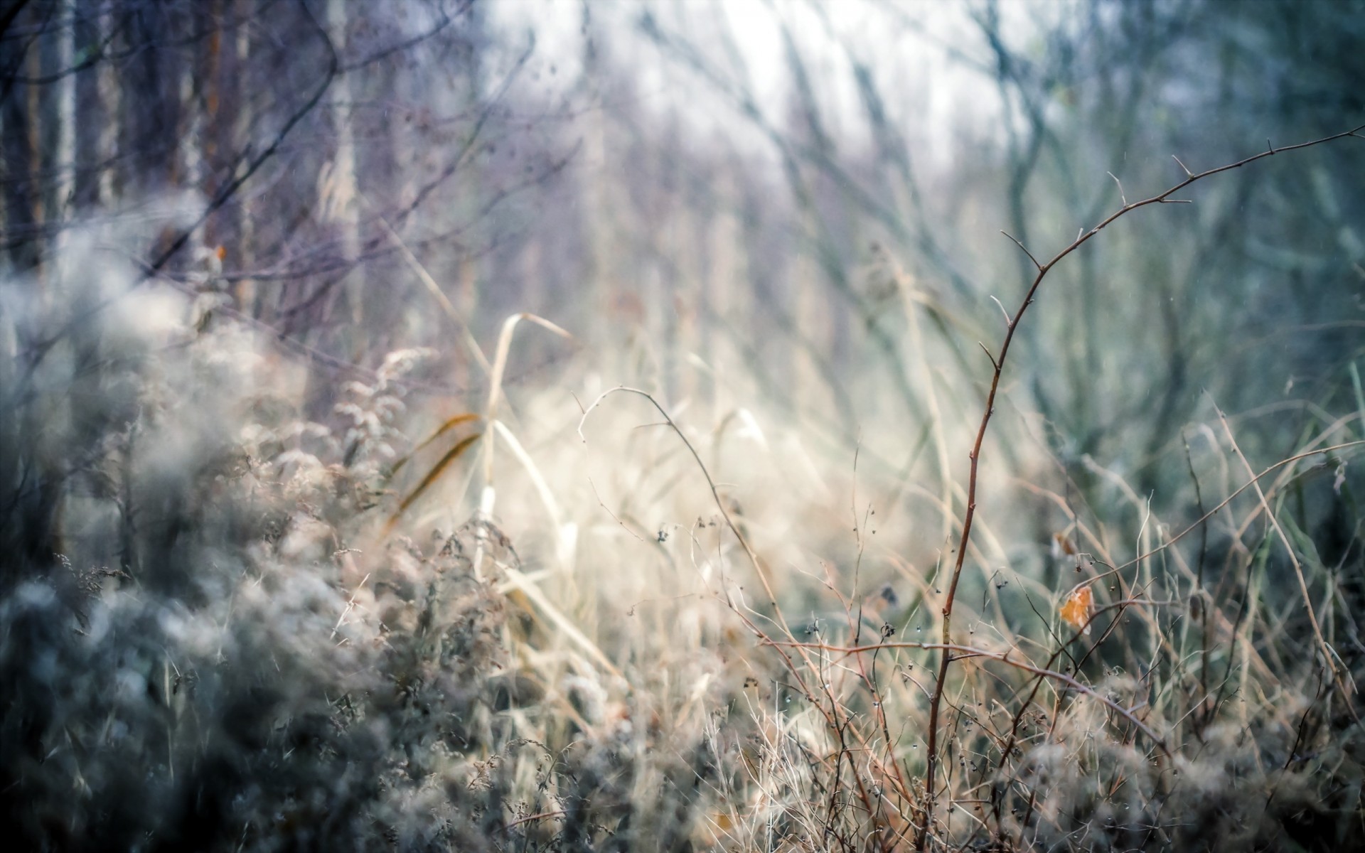 fond forêt nature