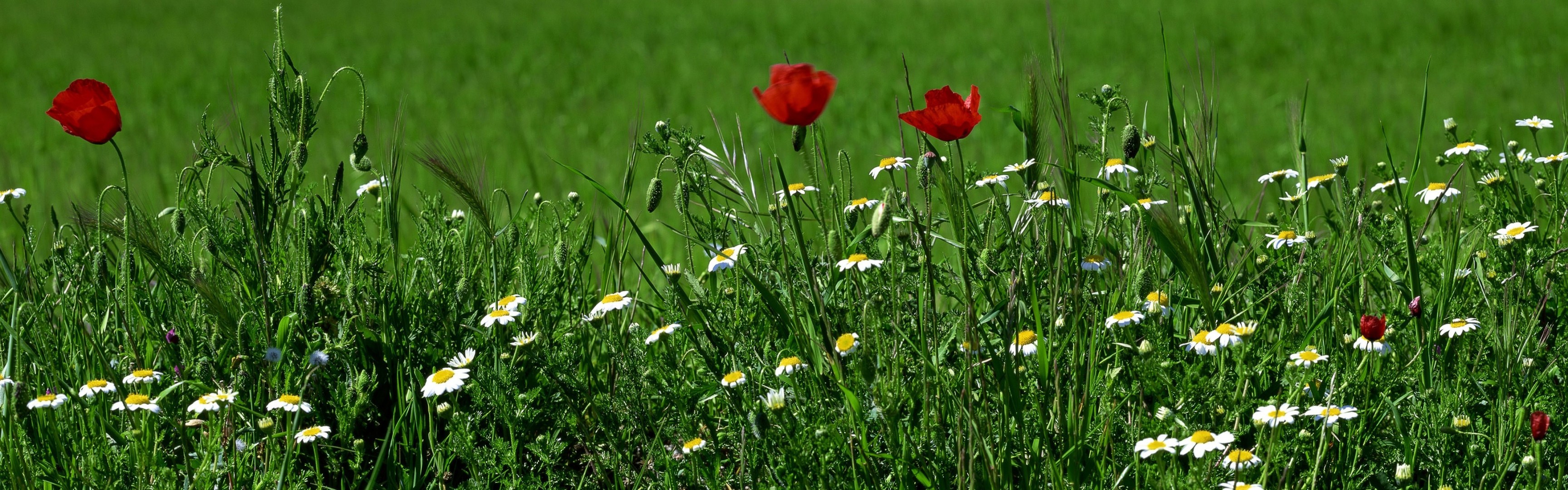 chamomile poppies grass flower green