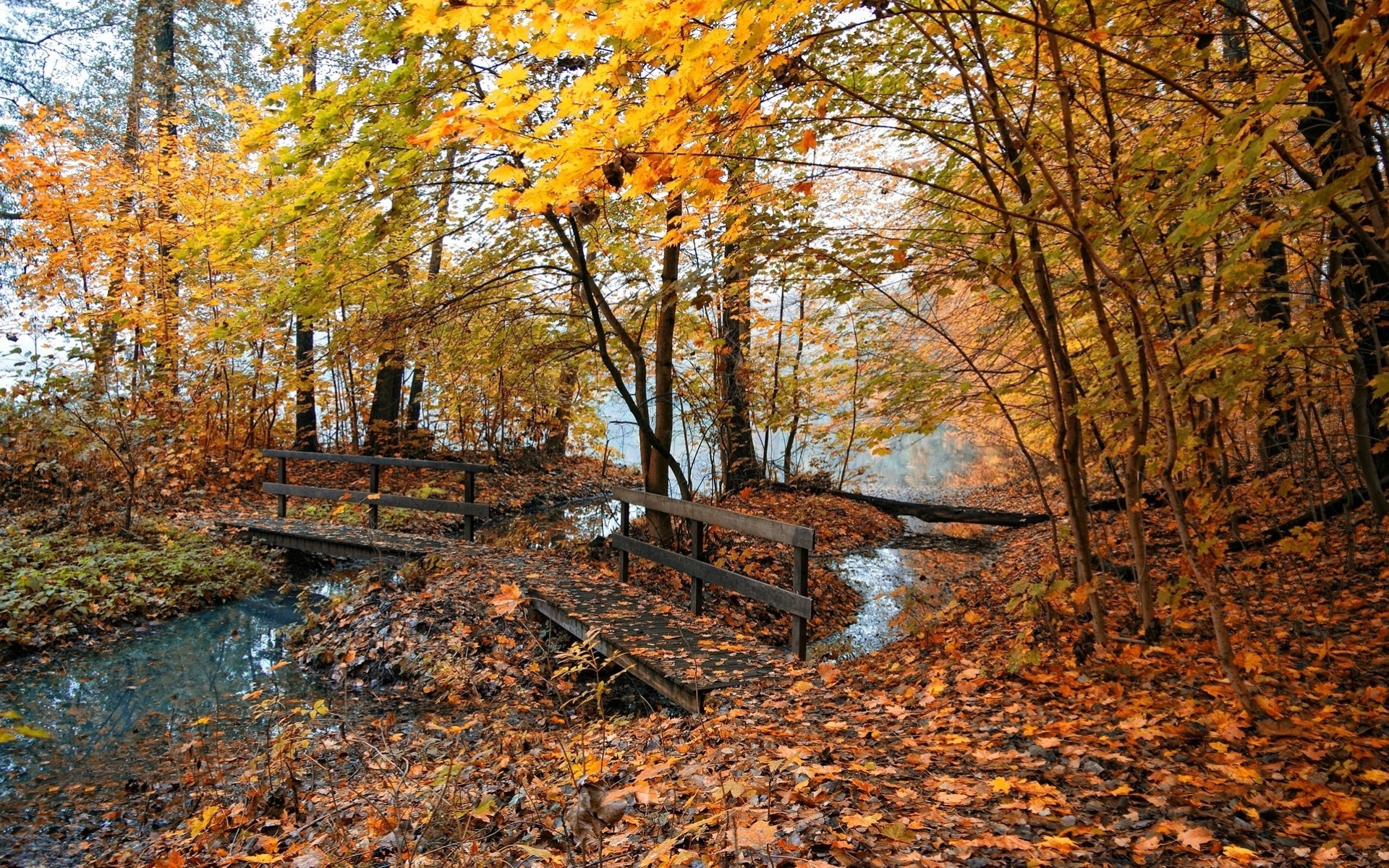 otoño árboles paisajes bosque