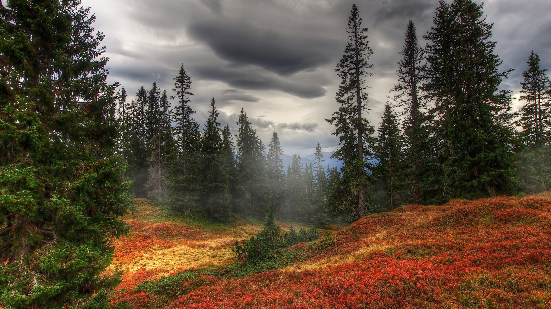 autumn tree fog forest