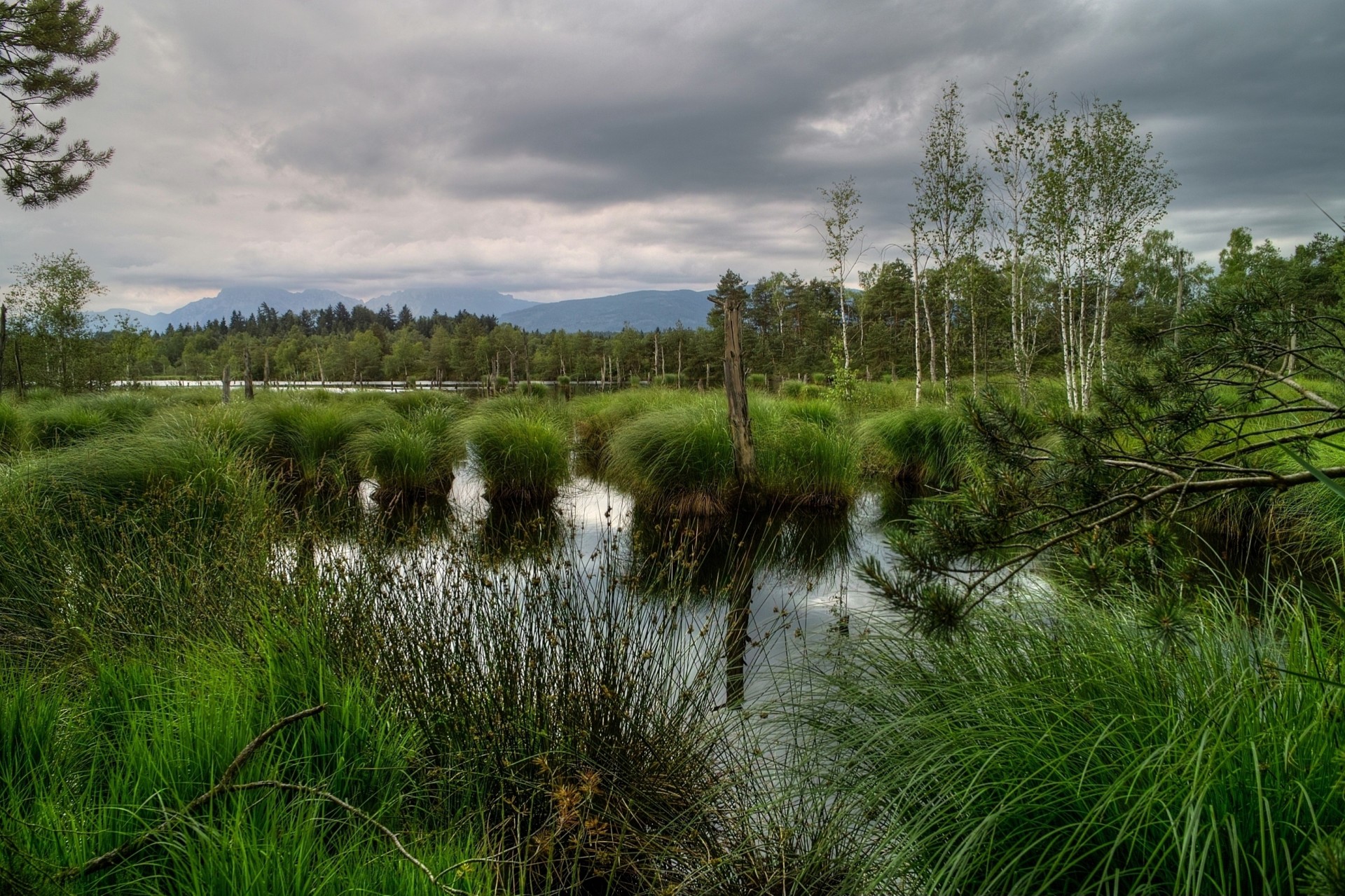 kępy natura bagno drzewa trawa niebo bawaria