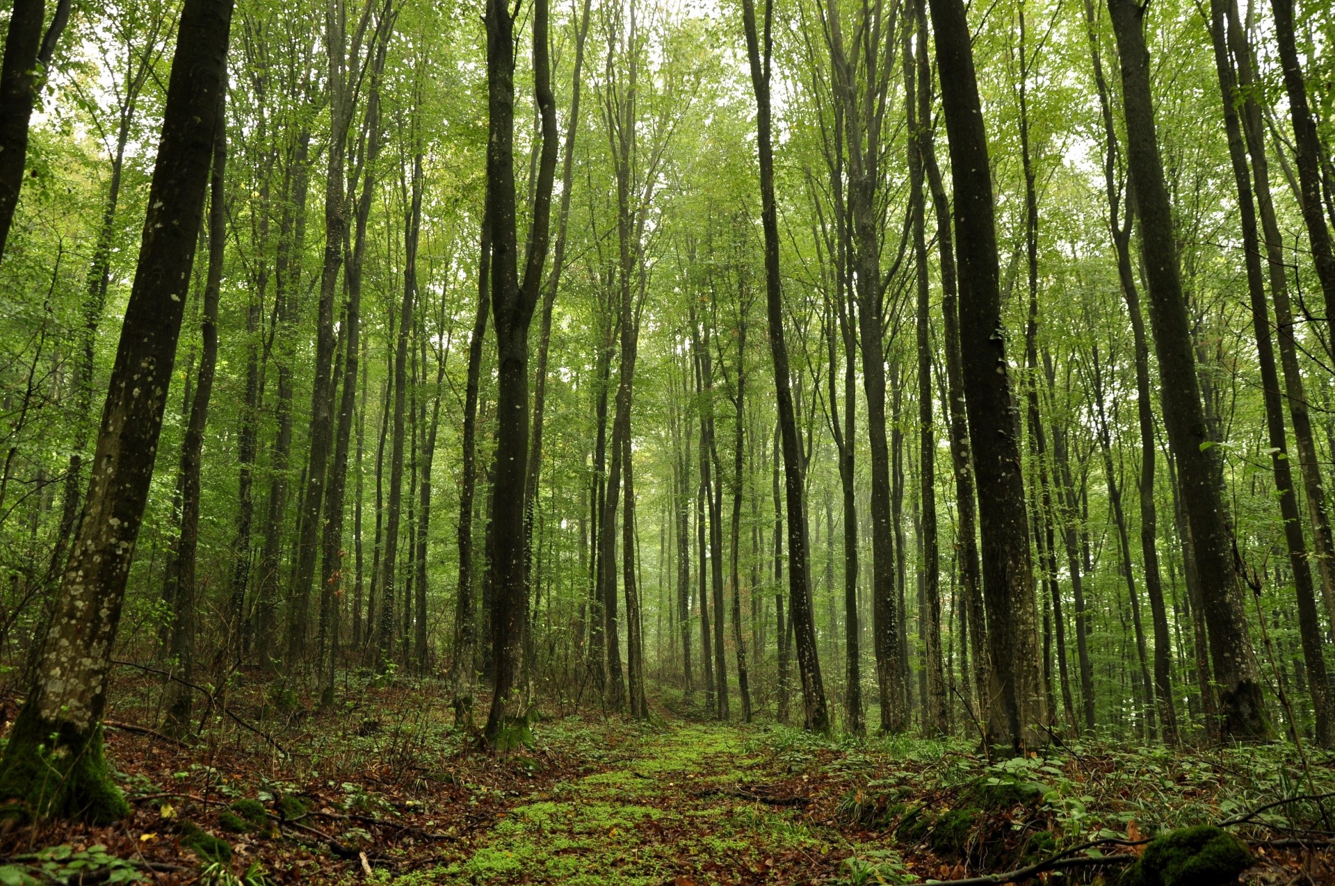 alberi foresta natura