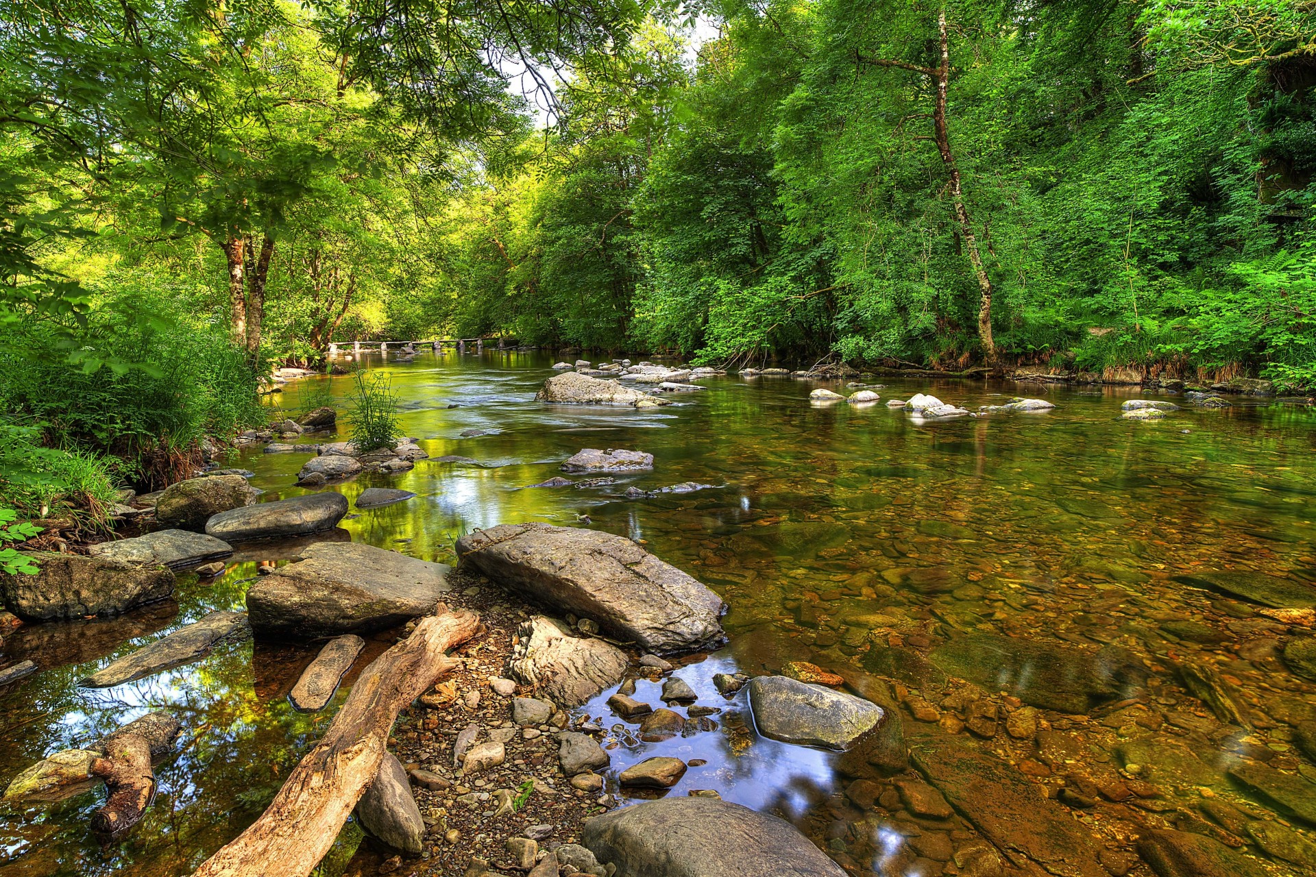 árboles paisaje río