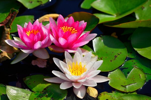 River water lilies on the water