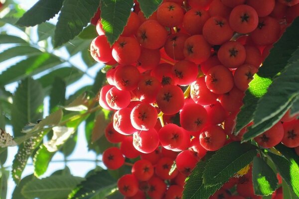 Brush of red mountain ash in the rays of the sun