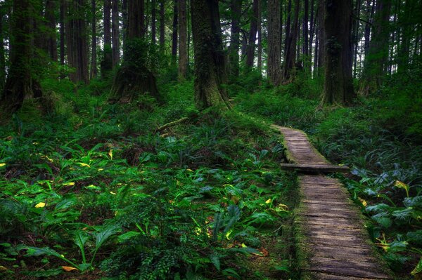 Dans la forêt trouvé un chemin