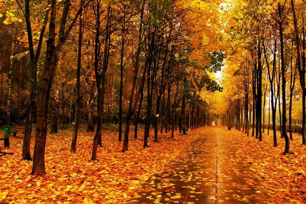 Herbstpark in orangefarbenen Tönen