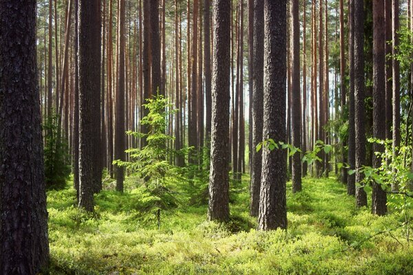 Tall pines in a green forest