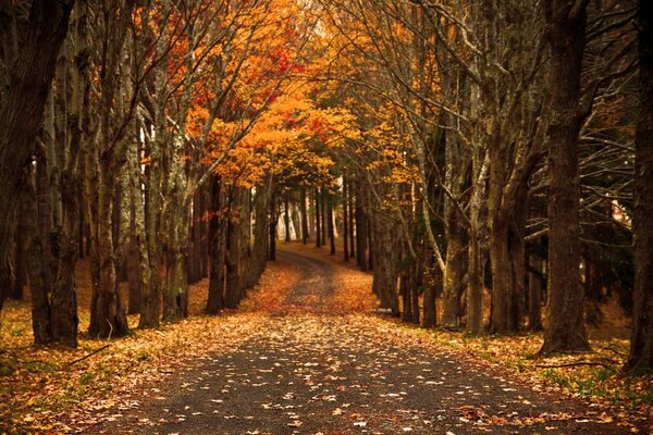 Leśna droga jesienią z żółtymi liśćmi