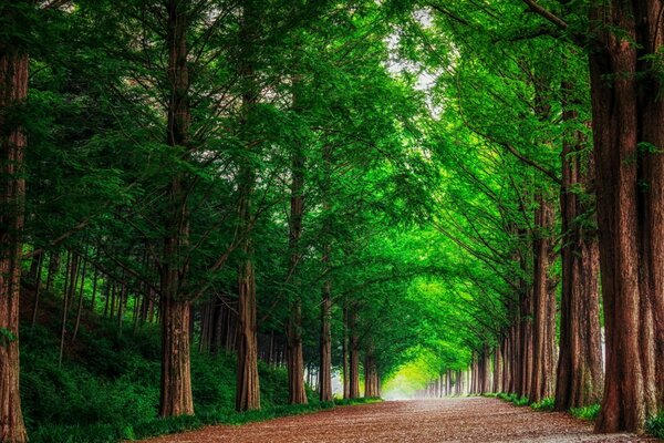 Un rincón del paraíso que aclara el paseo