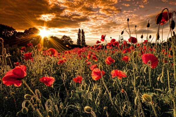 Poppy field. The departing sun