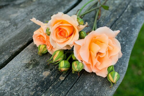 Delicadas rosas de color naranja con brotes sin dejar reposar se encuentran en el banco