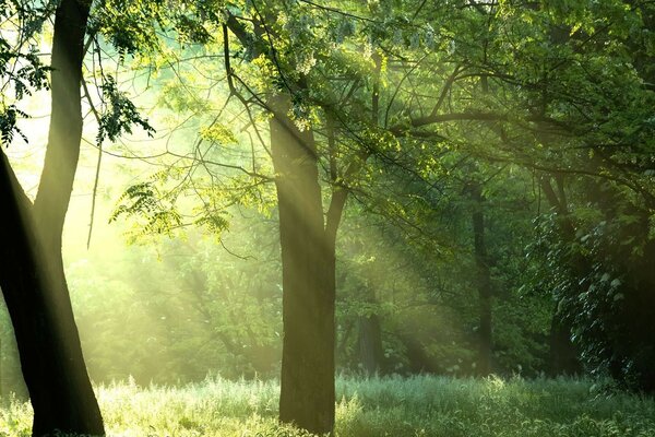 Die Sonne erhellt den grünen Wald