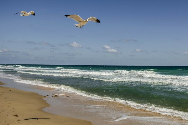 Gaviotas en vuelo en la orilla del mar