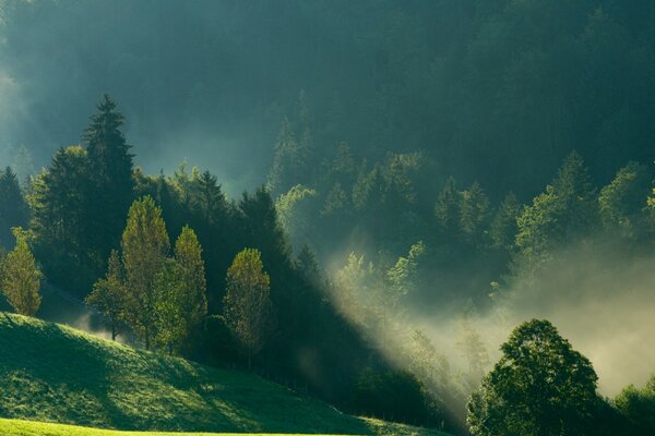 Morgenansicht der Berge, des Nebels, des Waldes