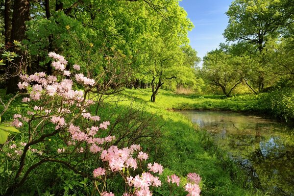 A flowering bush and trees like a pond