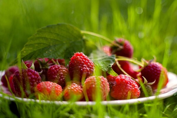 Une assiette de framboises dans l herbe d été