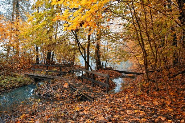 Autumn landscape, views of the autumn forest with a carpet of fallen leaves and a wooden bridge over a stream