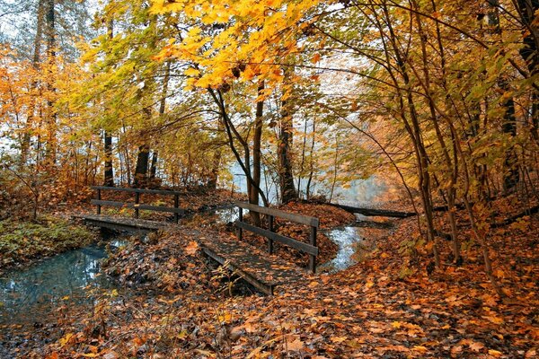 Paisaje de otoño, vistas del bosque de otoño con una alfombra de follaje caído y un puente de madera sobre un arroyo