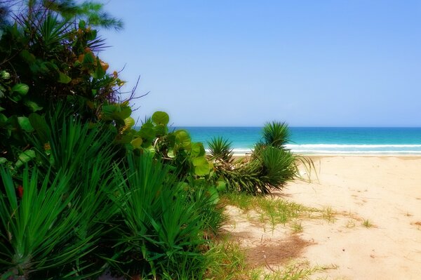 Beautiful plants on the ocean