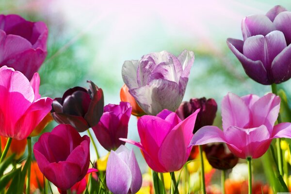 Pink tulips grow in the field